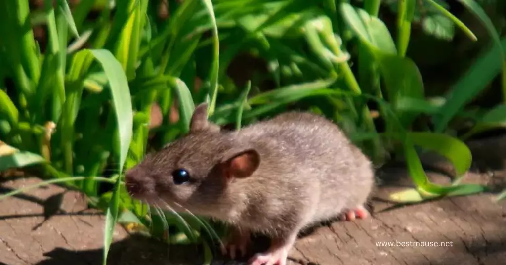 What Are Some Natural Ways to Repel Mice?