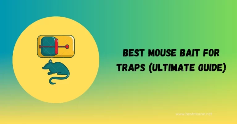 Best Mouse Bait for Traps